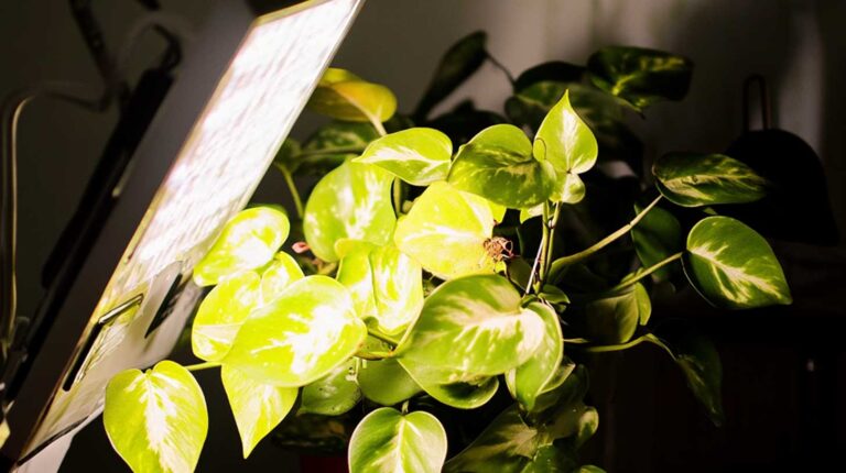 light1