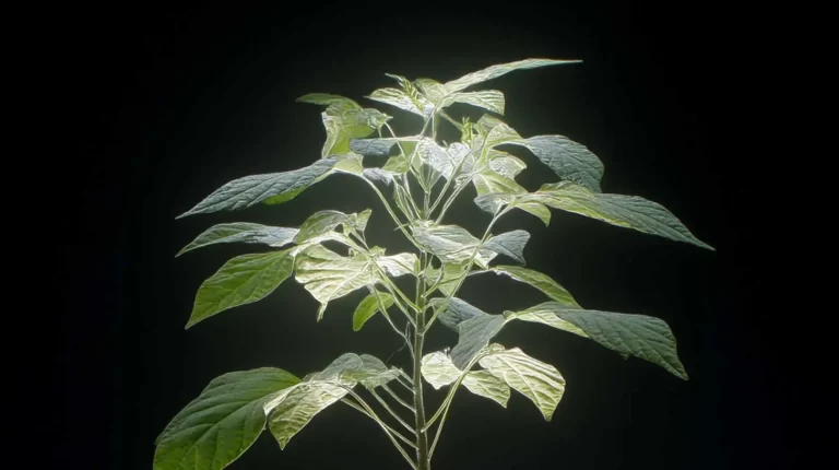 planta-com-iluminacao-artificial4