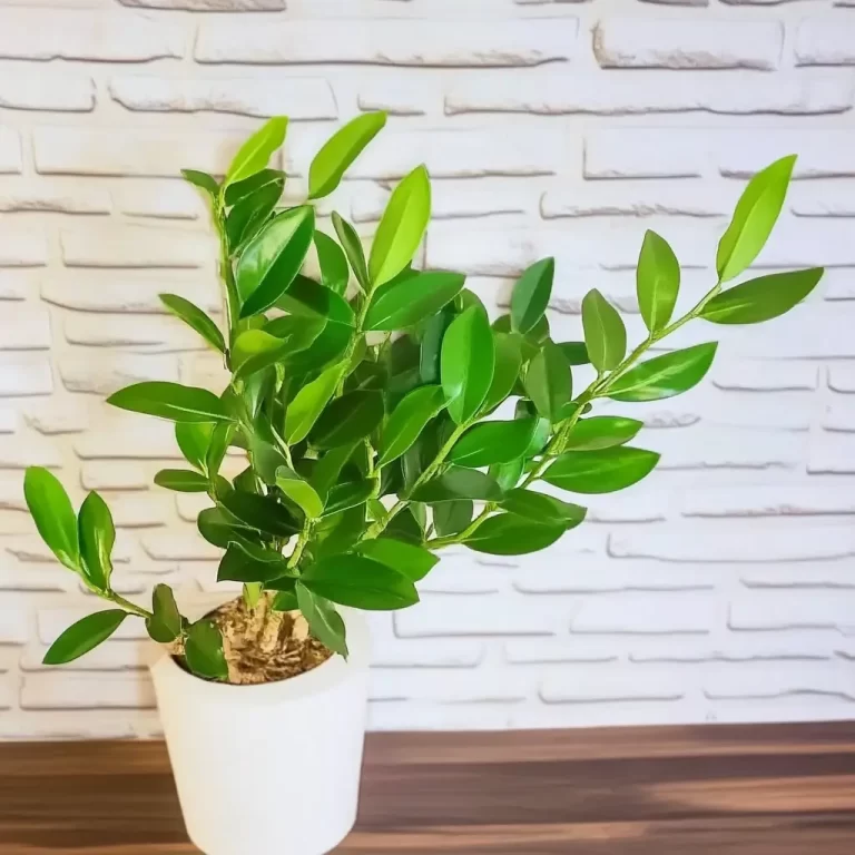 zamioculca planta de sombra